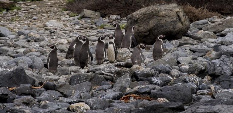 80% da esp&eacute;cie pinguins de Humboldt vivem na regi&atilde;o