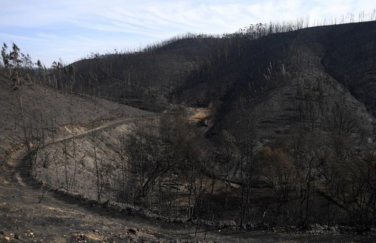 Inc&ecirc;ndios florestais deixaram 41 mortos e 71 feridos