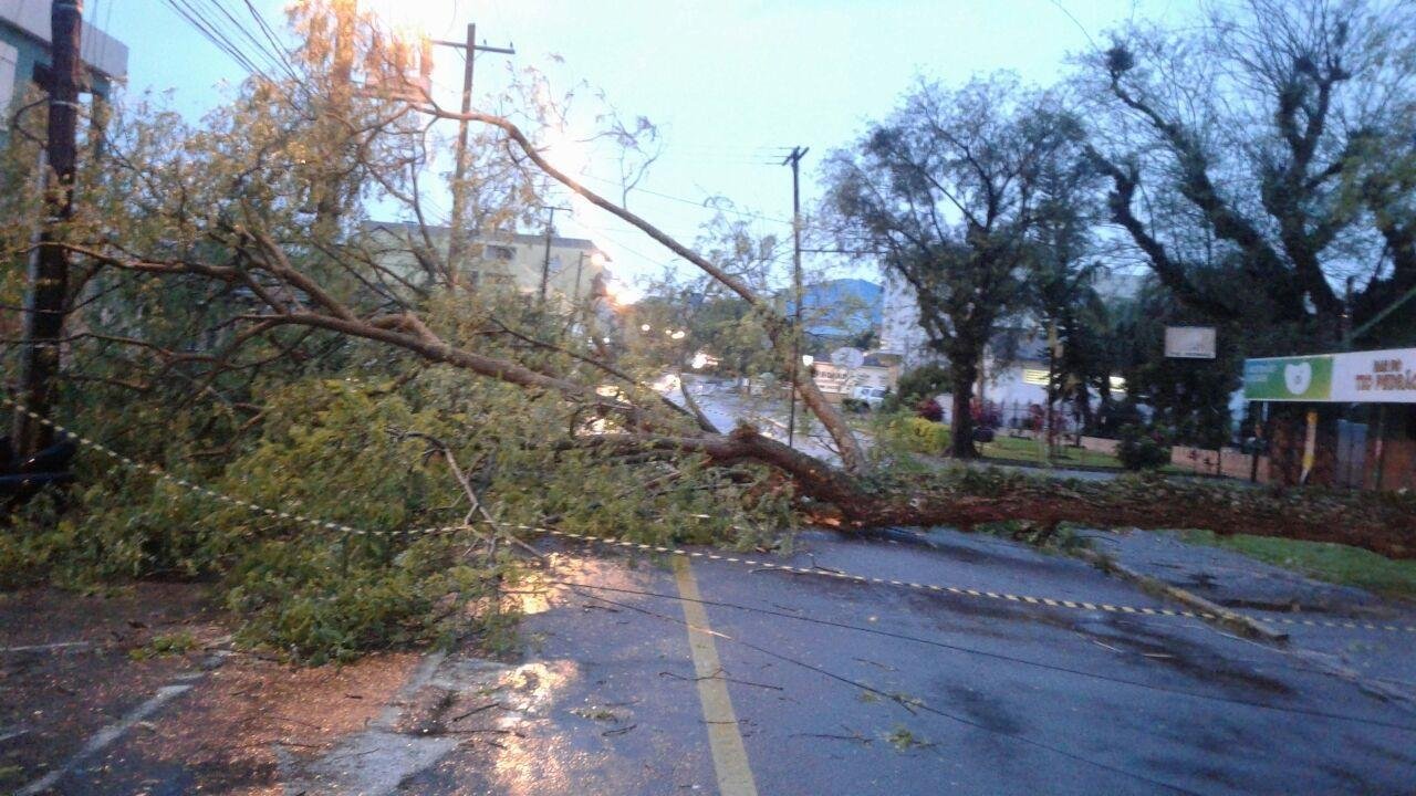 Com a for&ccedil;a do vento, muitas &aacute;rvores ca&iacute;ram em Santa Maria