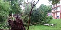 Chuva derrubou árvores e postes em Santa Maria
