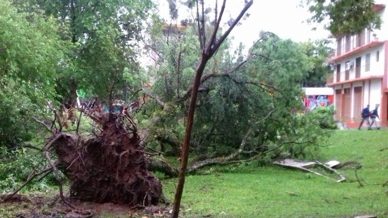 Chuva derrubou &aacute;rvores e postes em Santa Maria