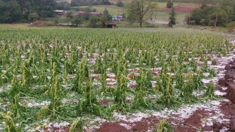 Chuva de granizo destr&oacute;i planta&ccedil;&otilde;es de fumo de duas cidades ga&uacute;chas