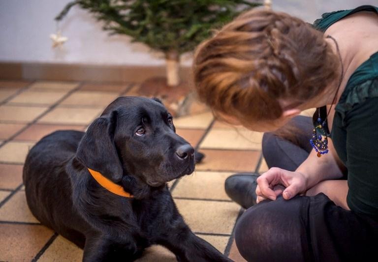 Estudo mostra que devemos interpretar os movimentos dos rostos dos c&atilde;es como meio de comunica&ccedil;&atilde;o