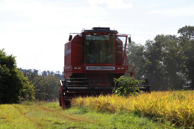 Rio Grande do Sul poder&aacute; ganhar novos mercados para venda de arroz na &Aacute;frica 