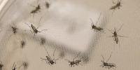 Ação visa a alertar a população sobre a importância de combater, ainda antes do verão, o mosquito transmissor