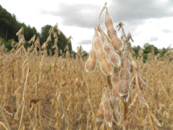 Produtores come&ccedil;am a acelerar plantio da soja no Rio Grande do Sul 