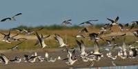 Evento no Litoral Norte destaca aves migratórias 