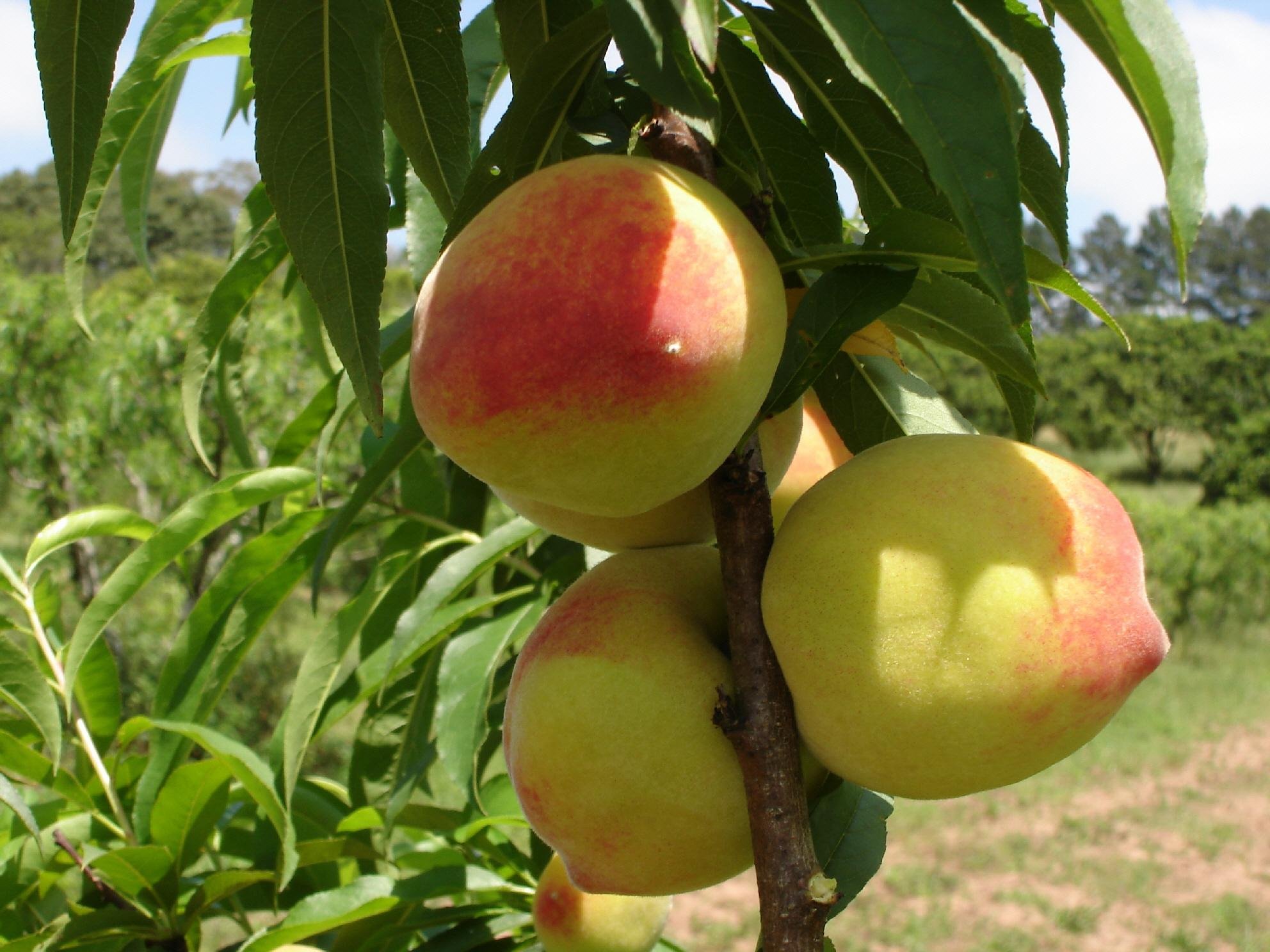 Em raz&atilde;o da falta de frio, produ&ccedil;&atilde;o n&atilde;o dever&aacute; passar das 160 toneladas