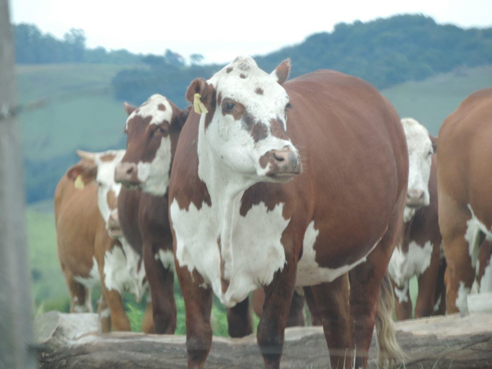 Tend&ecirc;ncia &eacute; de altas infesta&ccedil;&otilde;es devido &agrave;s temperaturas amenas do inverno, segundo especialistas 