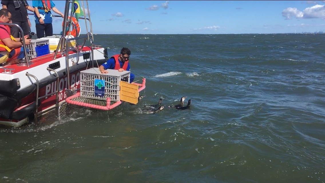 Animais foram soltos a 7 quil&ocirc;metros da costa no Sul ga&uacute;cho