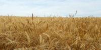 Safra argentina de trigo tem efeito incerto no Rio Grande do Sul 