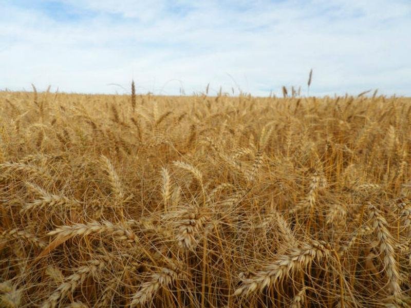 Safra argentina de trigo tem efeito incerto no Rio Grande do Sul 