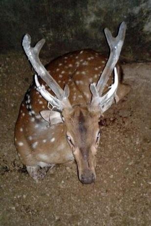 De in&iacute;cio, o macho Otto vai ser tratado no Hospital Veterin&aacute;rio da Ufrgs
