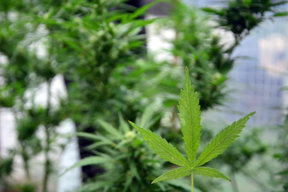 Venda de maconha em farm&aacute;cias no Uruguai enfrenta obst&aacute;culos 