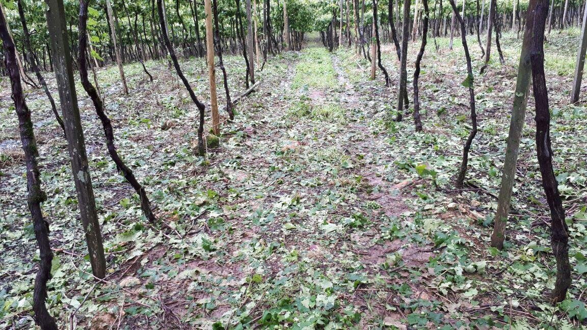 Temporal causa preju&iacute;zos em diversos parreirais de uva em Flores da Cunha