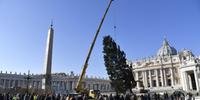 Árvore de Natal do Vaticano já está na Praça São Pedro