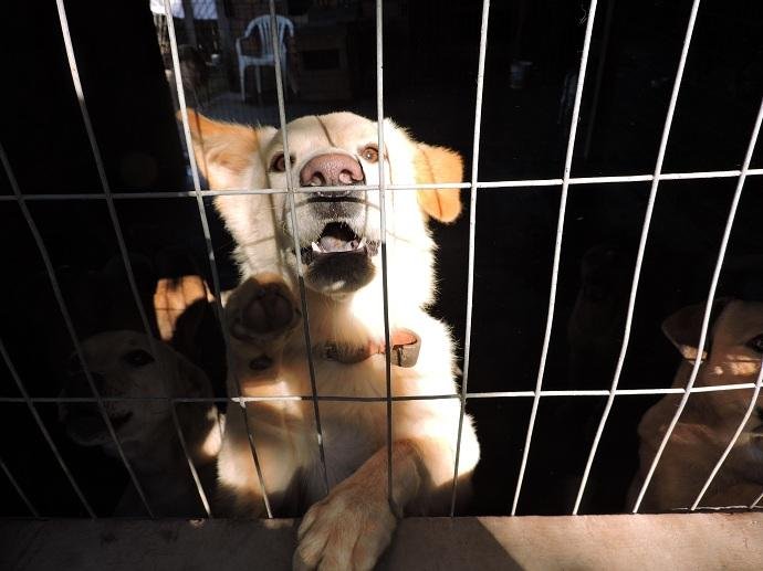 Entre janeiro e dezembro deste ano, foram realizados 485 procedimentos em c&atilde;es e gatos