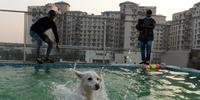 Cães têm seu próprio hotel de luxo na Índia