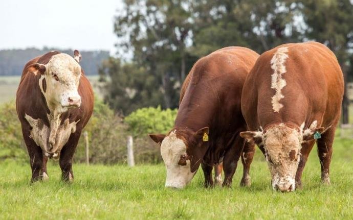 Agropecu&aacute;ria foi o setor que registrou maior retra&ccedil;&atilde;o no 3&ordm; trimestre