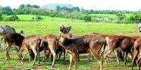 Justiça impede abate de cervos do Pampa Safari