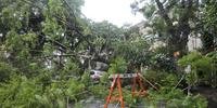 Temporal provocou quedas de árvores em Porto Alegre