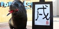Animal foi exposto em parque aquático da cidade de Yokohama