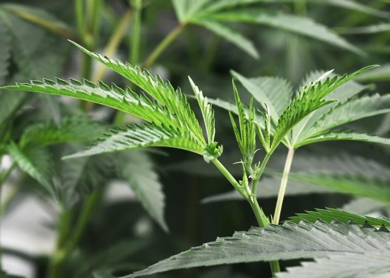 Estado mais populoso dos Estados Unidos se transformou no maior mercado mundial legal da planta