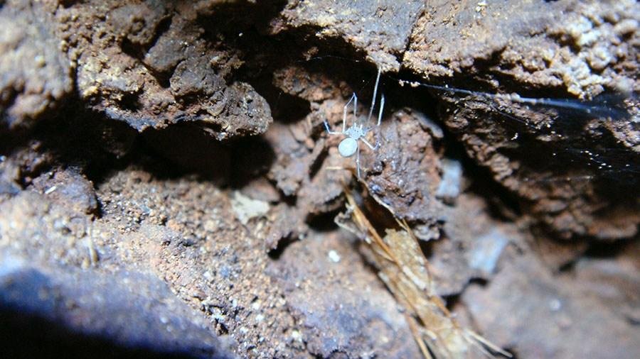 Novas esp&eacute;cies de aranhas brasileiras homenageiam universo liter&aacute;rio da fantasia