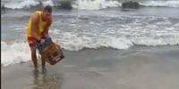 Bombeiros de SC resgatam filhote de jacaré na praia de Canasvieiras