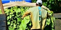 Brasil mantém liderança mundial na exportação de tabaco pelo 25º ano