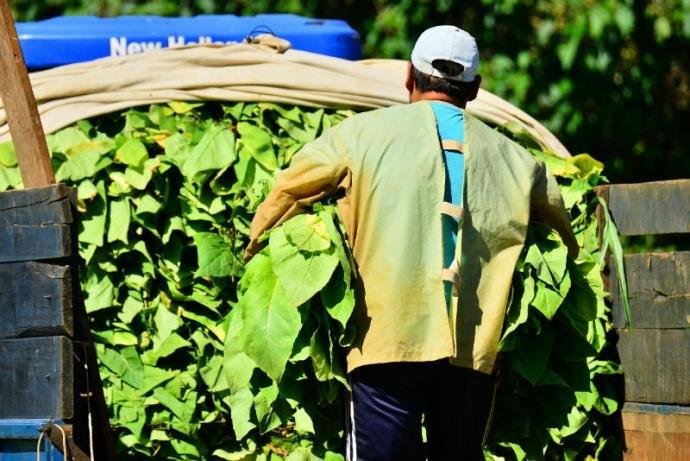 Brasil mant&eacute;m lideran&ccedil;a mundial na exporta&ccedil;&atilde;o de tabaco pelo 25&ordm; ano