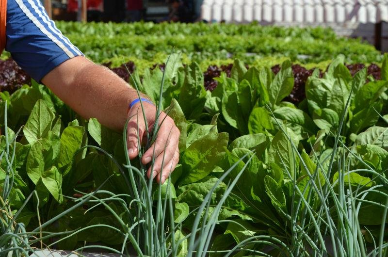Apenados cultivam hortali&ccedil;as em Santa Rosa 