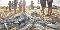 Prefeitura investigará causa da mortandade de peixes