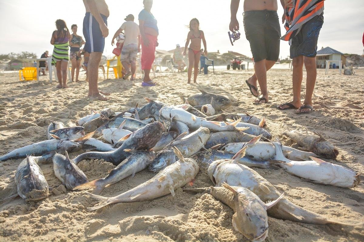 Prefeitura investigar&aacute; causa da mortandade de peixes