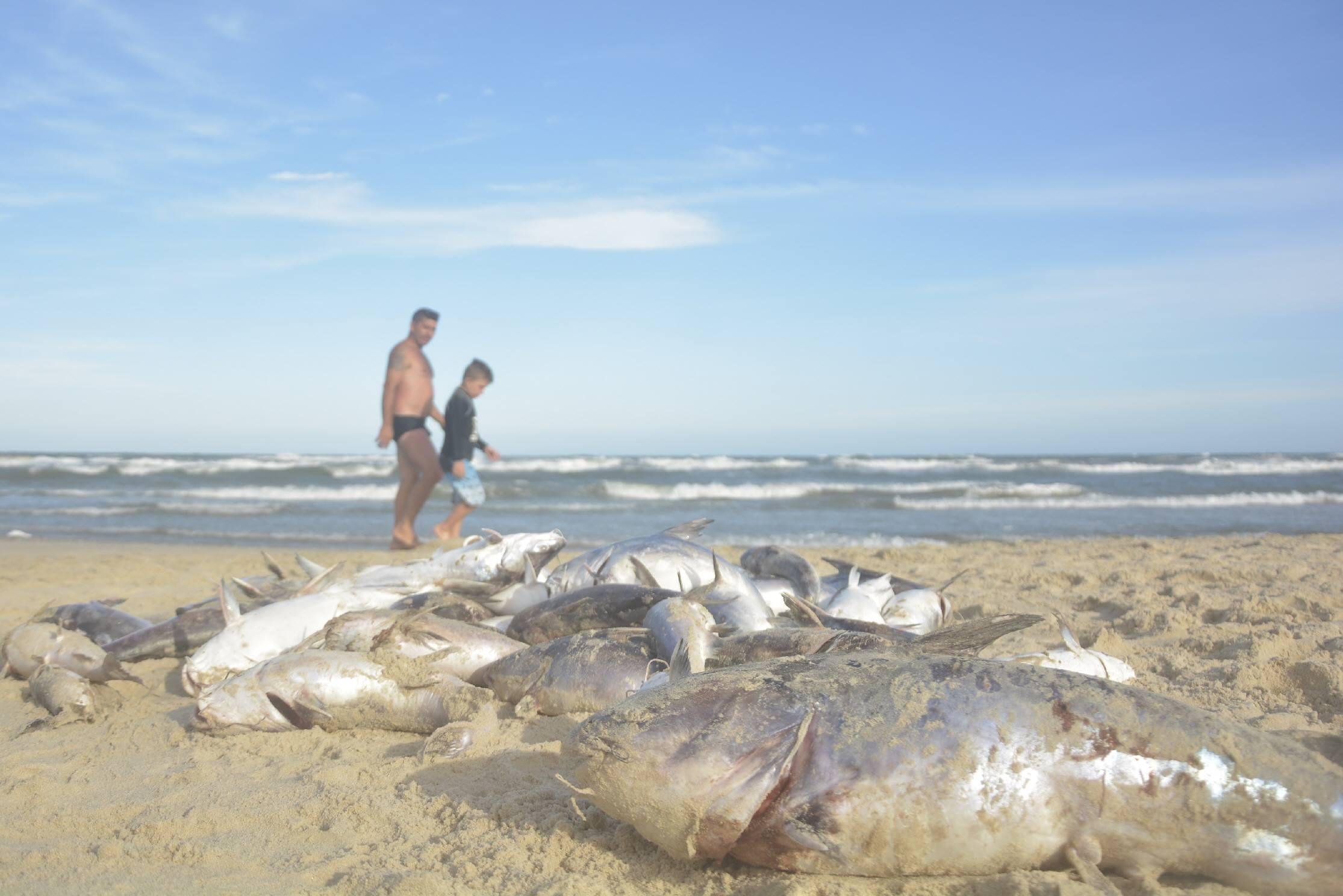 Quantidade de peixes mortos encontrados em Mariluz pode passar de 20 toneladas