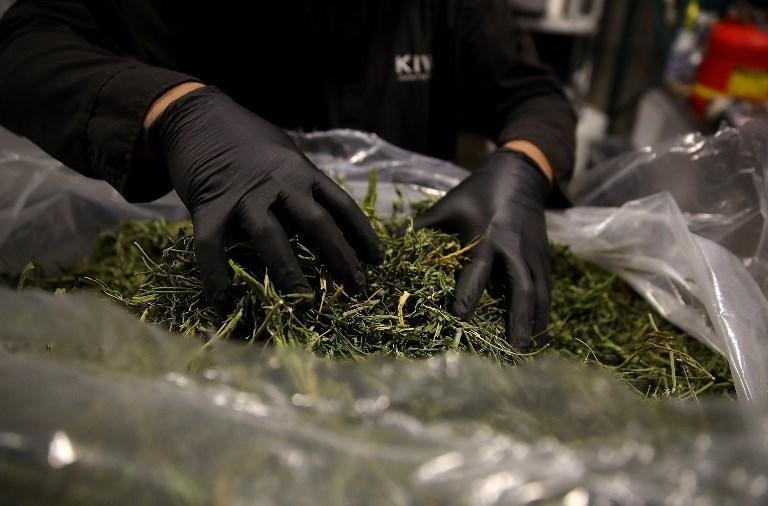 Opera&ccedil;&atilde;o torna a Aurora Cannabis uma das maiores produtoras da planta no Canad&aacute;