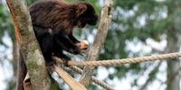 Macacos estão sendo mortos pela população com medo da transmissão da febre amarela