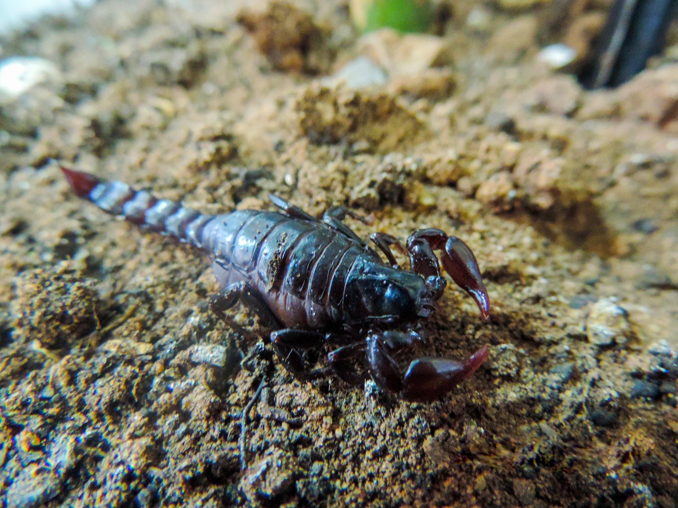 Embora tenha uma picada dolorida, animal n&atilde;o oferece risco de morte