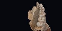 Fragmentos faciais, incluindo uma mandíbula e vários dentes, foram encontrados em um sítio chamado Misliya Cave