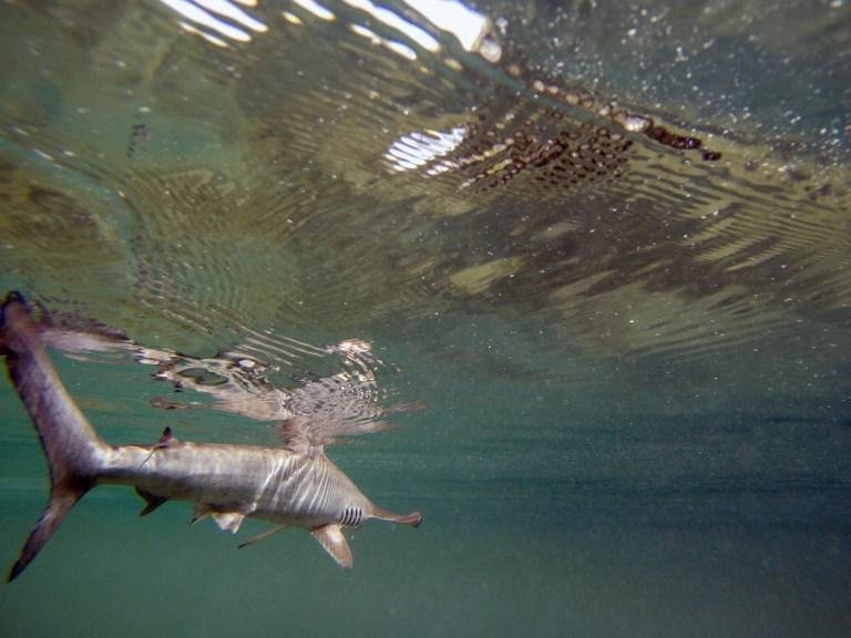 Bi&oacute;logos lutam para preservar esp&eacute;cie que est&aacute; seriamente amea&ccedil;ada de extin&ccedil;&atilde;o