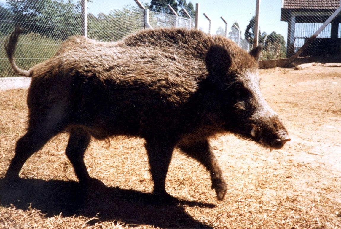Verba de R$ 400 mil foi liberada para evitar preju&iacute;zo ambiental com a esp&eacute;cie