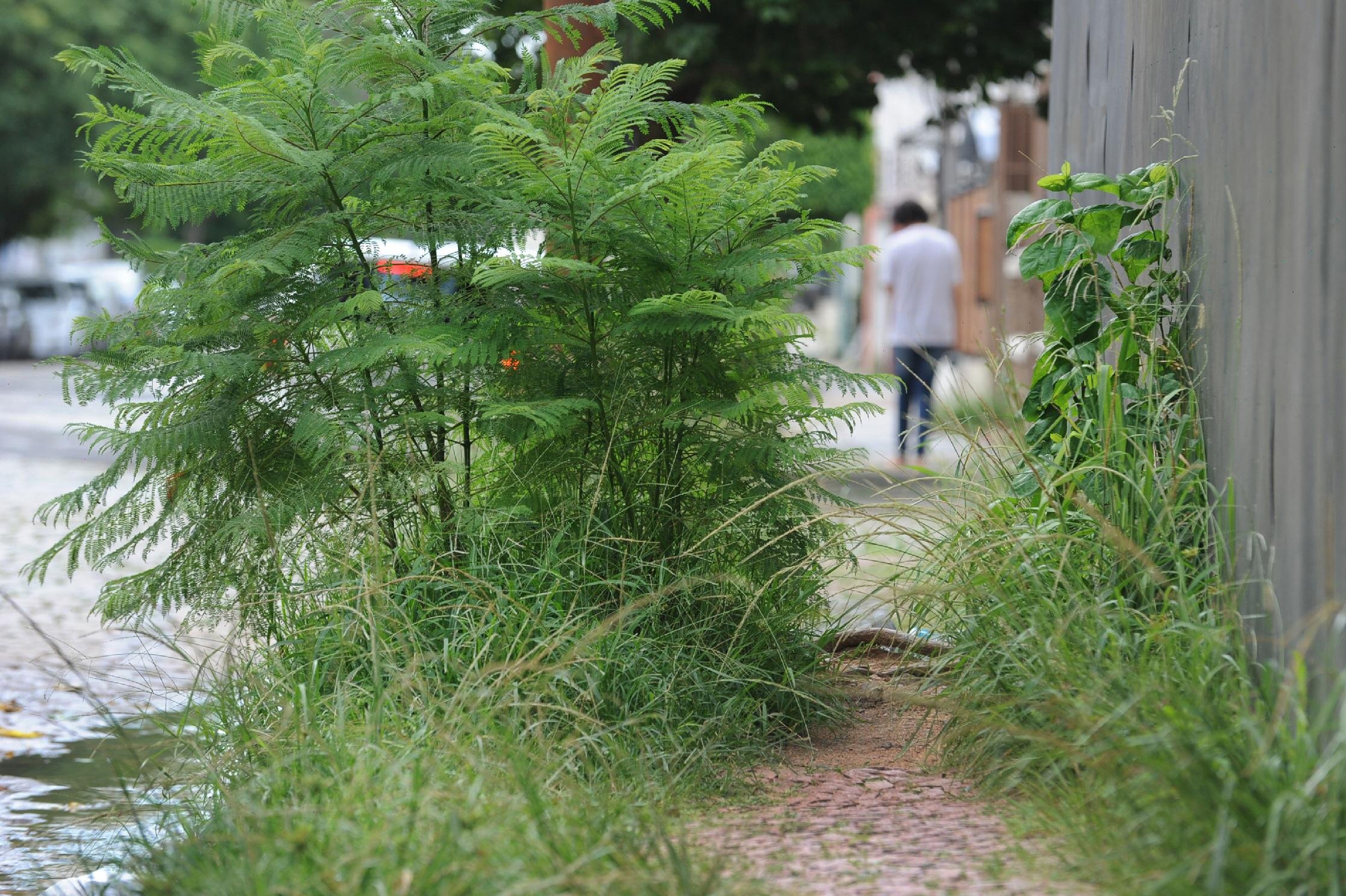 Cord&otilde;es e vias da cidade mostram a situa&ccedil;&atilde;o de abandono que dever&aacute; ser recuperada conforme a SMSUrb
