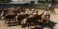 Exportação de gado vivo cresce sob a mira de entidades de defesa animal