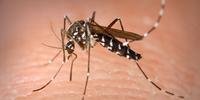 Espécie Aedes albopictus ocupa usualmente habitats silvestres