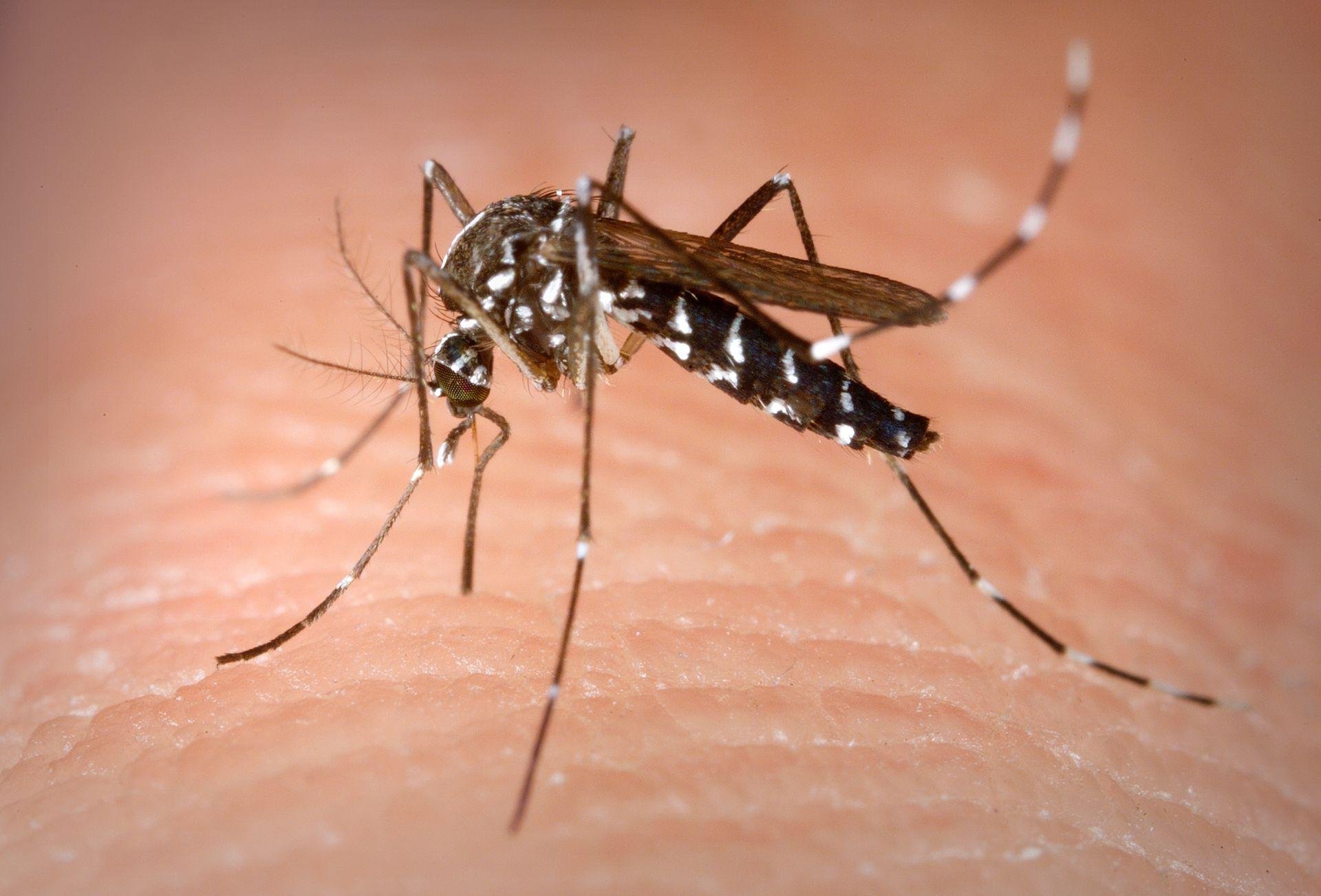 Esp&eacute;cie Aedes albopictus ocupa usualmente habitats silvestres