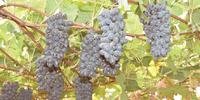 Embraba já desenvolveu 17 novas cultivares de uvas