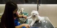 Banho de leite e manicure, a vida de cão para os cachorros de Hong Kong