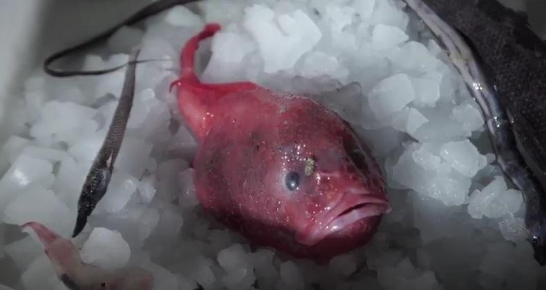 Expedi&ccedil;&atilde;o descobre animais mais feios do mundo
