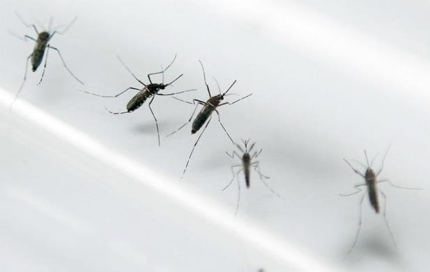 Febre amarela j&aacute; matou 38 pessoas no Rio de Janeiro em 2018