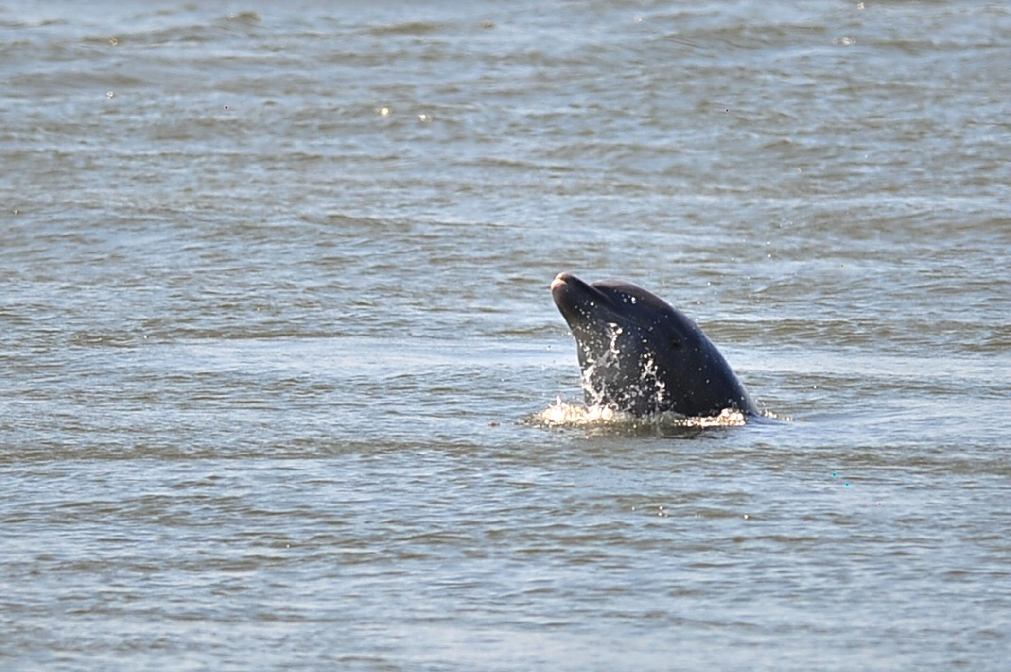 Botos atraem a aten&ccedil;&atilde;o tanto de veranistas e visitantes, como dos pescadores